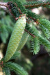 pomme de sapin vert sur l'arbre