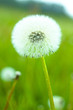 Foto: Pusteblume Pusteblume
