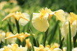 花菖蒲 愛知の輝き (北綾瀬しょうぶ沼公園)