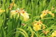 花菖蒲 愛知の輝き (北綾瀬しょうぶ沼公園)