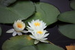 睡蓮 (小石川後楽園)