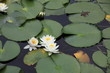 睡蓮 (小石川後楽園)