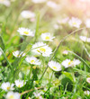 Foto: wild daisies wild daisies