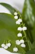 Lily of the valley