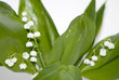 Lily of the valley