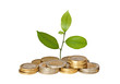 Citrus sapling growing from coins Citrus sapling growing from coins