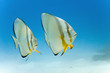 Longfin batfish from red sea