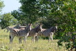 three curious zebras three curious zebras