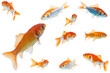 Goldfische (freigestellt) #2