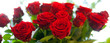 roses rouges à grandes tiges