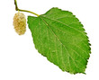 mulberry isolated on white background mulberry isolated on white background