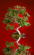 Bonsai s červeným pozadím