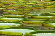 Seerosenblätter - Water lilly leaves