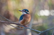 Kingfisher reserve Meinerswijk the Netherlands