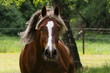 Welsh Cob wild