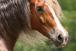 Welsh Cob Nahaufnahme