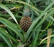 Ananas dans une plantation Ananas dans une plantation