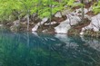 鎌池の新緑