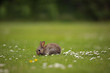 Cute rabbit in a meadow eating daisies