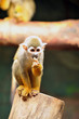 The common squirrel monkey (Saimiri sciureus)
