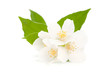 Jasmine isolated on white background