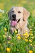 Portrait young beauty dog