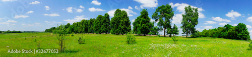 Foto: Camomiles and blue sky in the wide steppe. Camomiles and blue sky in the wide steppe.