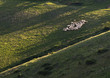 Shheps in Tuscany