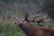 Red deer reserve Lelystad the Netherlands