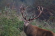 Red deer reserve Lelystad the Netherlands