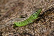 sand lizard reserve Wolfheze the Netherlands