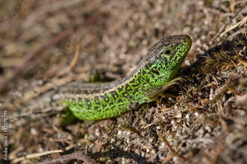 Photo: sand lizard reserve Wolfheze the Netherlands sand lizard reserve Wolfheze the Netherlands