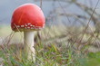 Fly agaric reserve Veluwe the Netherlands