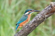 Kingfisher reserve Arnhem the Netherlands