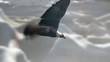 landing eagle with mountains,sky and sun landing eagle with mountains,sky and sun