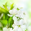 Spring Flowers border. Blossom