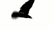 flying eagle in black on white background flying eagle in black on white background