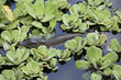 Caiman baby, Peru, South America