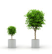 Growing plant concept