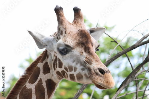 Photo: giraffe giraffe