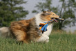 Foto: tobender Langhaarcollie tobender Langhaarcollie