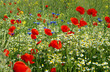 Blumenwiese