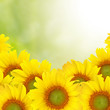 Beautiful yellow Sunflower background