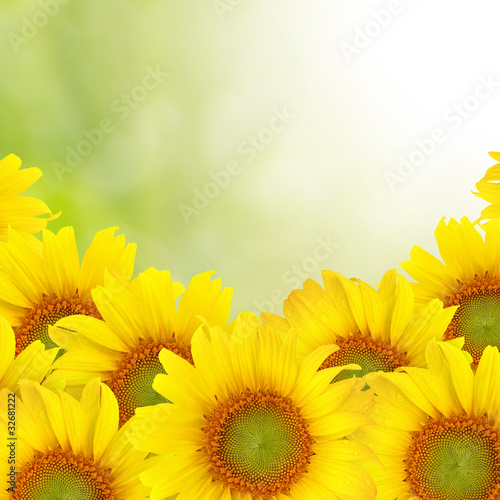 Photo: Beautiful yellow Sunflower background Beautiful yellow Sunflower background