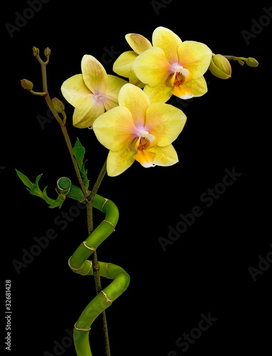 Foto: Blooming yellow orchid and bamboo on a black background Blooming yellow orchid and bamboo on a black background