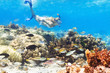 Diver
