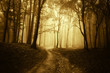 horror scene with a road through golden forest with dark trees