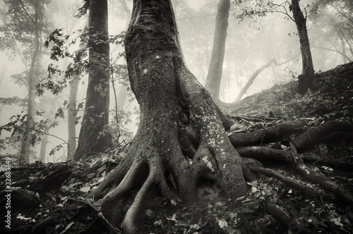 Photo: old tree with huge roots in a spooky forest with dark fog old tree with huge roots in a spooky forest with dark fog