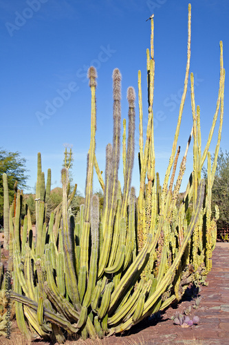 Foto: Organ Pipe Cactus Organ Pipe Cactus