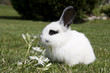 Foto: Weißer Hase Weißer Hase